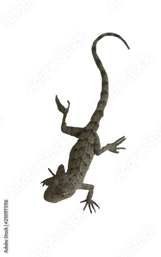 Foto A large lizard stands frozen against a white background