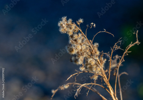 Foto Vertrocknete Wildpflanze mit Samenständen im goldenen Abendlicht