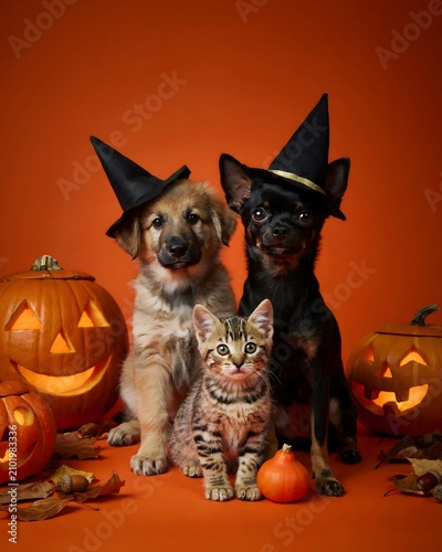 Halloween pets adorable puppy kitten and chihuahua in witch hats with jack o' lanterns
