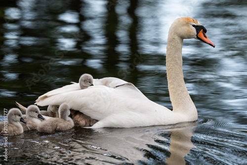 Schwan mit Küken
