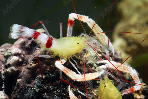 Gold boxer Coral shrimp (Stenopus zanzibaricus)
