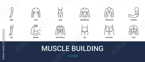 Schilderij op canvas Set of 12 outline web Muscle Building icons such as lats, gluteus, fat, pectoral