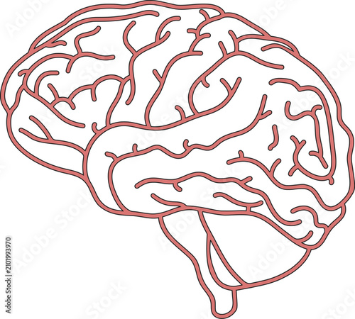 human brain vector illustration