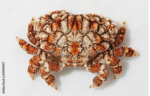 Showy Xanthid Crab (Pseudoliomera speciosa)