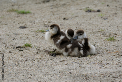 Cute small goslings huddled together on the sand