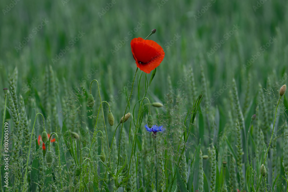 Naklejka premium Nature etude, red poppy and blue cornflower among green wheat
