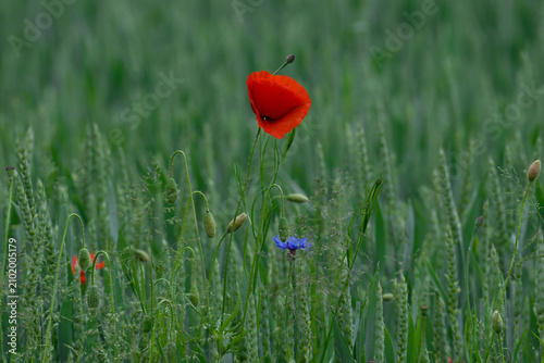 Nature etude, red poppy and blue cornflower among green wheat
