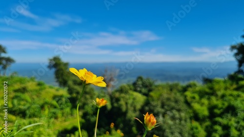 Quadro su tela Yellow wildflower blooming on a lush green hillside overlooking a scenic vista u