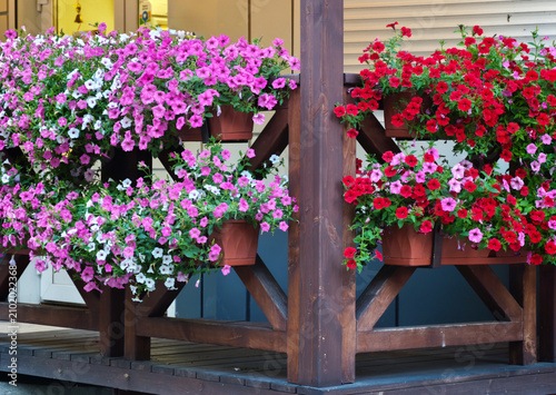 Potted flowers are petunias or surfinias, which are ideal for adding greenery to terraces and balconies.