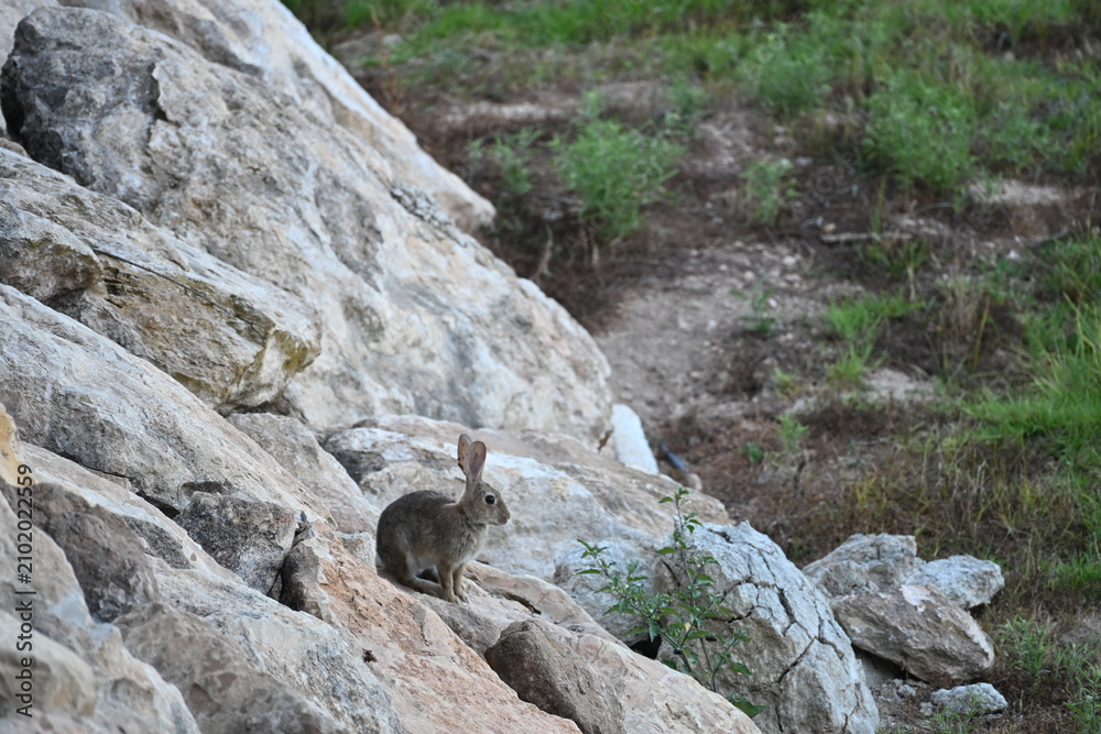Obraz premium Close Up of Wild Rabbits Sitting on Rocky Terrain