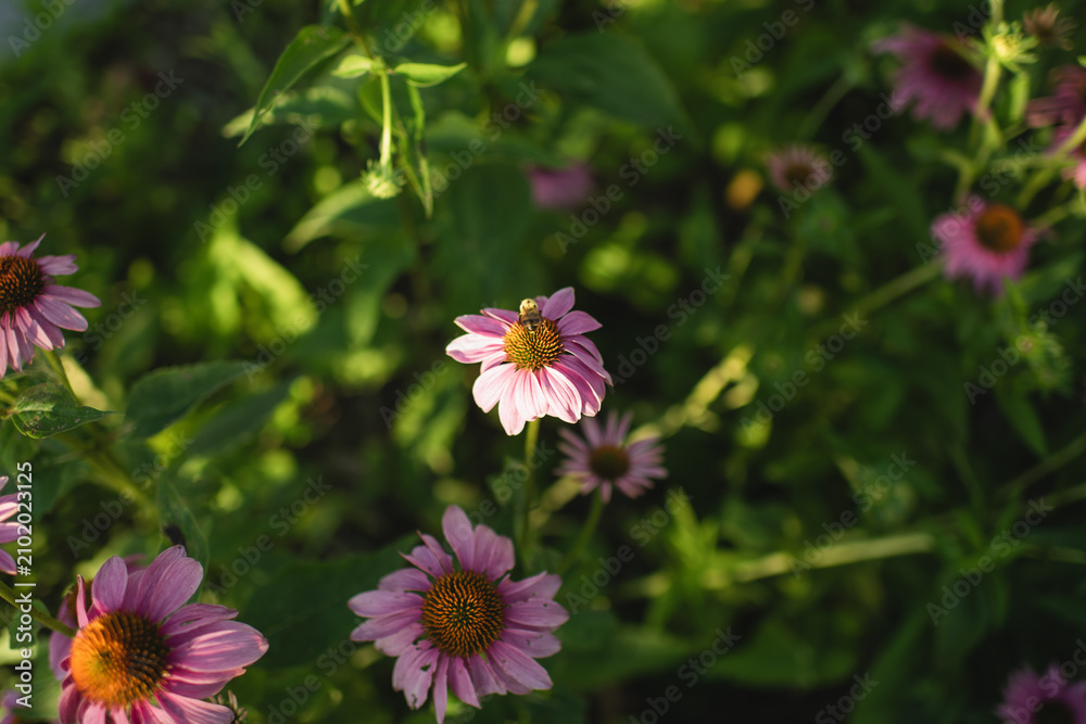 Fototapeta premium Purple coneflowers (Echinacea purpurea) bloom among dense green foliage in a sunlit native prairie garden. This image highlights summer wildflowers, pollinator-friendly plants and natural landscaping