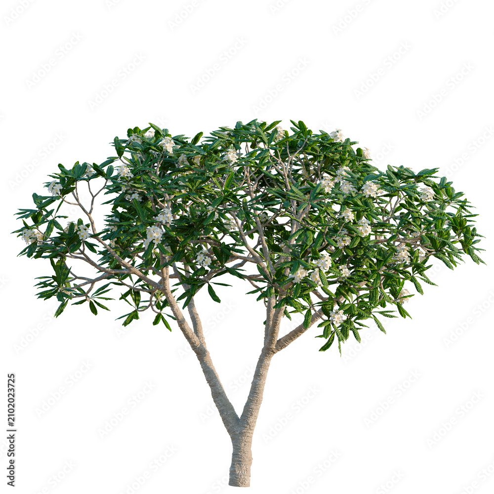 Obraz premium Platanus tree, elevation, front view, cutout, transparent background, isolate, Blooming Plumeria Tree with Lush Green Foliage - Tropical Floral Beauty for Design Elements