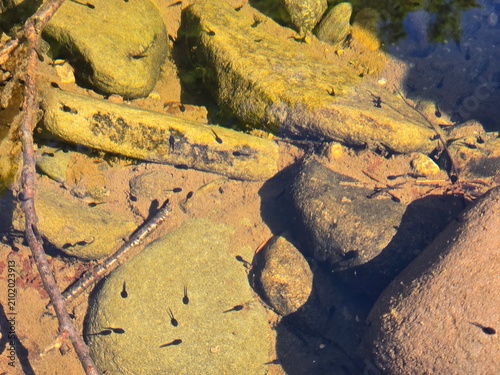 Photography Toad tadpoles, specifically the larvae of the American Toad (Anaxyrus americanus