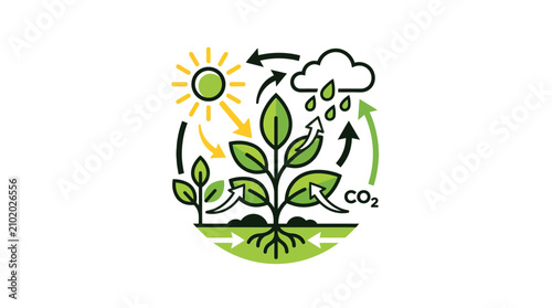 Diagram of plant photosynthesis and life cycle with natural elements.