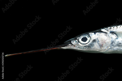 Fish eyes close up of Jumping Halfbeak (Hemiramphus species)