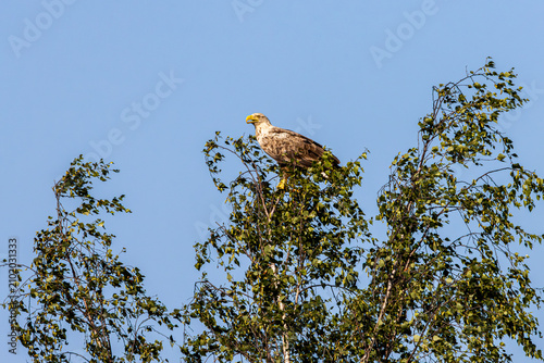 Seeadler an der Peene