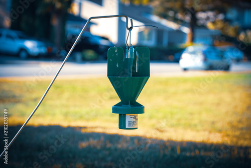 Принти на полотні Green insect trap hanging in a suburban yard on a sunny day