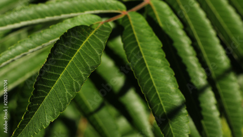 fresh green sumac tree leaves with sunlight
