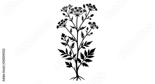 Bild auf Leinwand Wild carrot plant silhouette on a white background