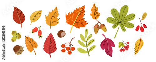 Cuadro en lienzo Hand drawn autumn collection featuring colorful leaves, acorns, chestnut, hazelnuts, rowan berries, rose hips and botanical forest elements