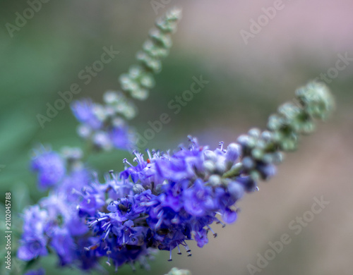 Cuadro en lienzo Close up of blooming purple chaste tree flowers with soft bokeh background