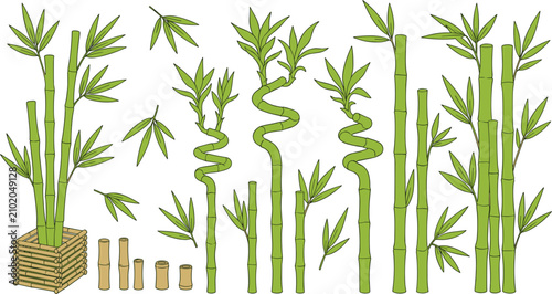 Photos Green Bamboo Plant Vector Set with Lucky Bamboo Spiral Stems, Fresh Leaves, Stal