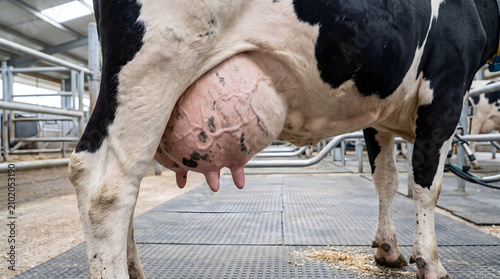 dairy cow udder close up in barn