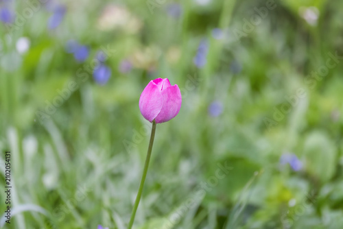 a solitary pink tulip blossom seen from a distance amidst the grass, pink flower, pink tulip with raindrops and closed petals, tulips with water droplets, smooth green background, tulip, spring flower