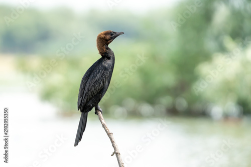 Pygmy cormorants in the Danube Delta, Romania