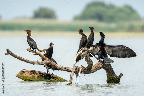 Pygmy cormorants in the Danube Delta, Romania