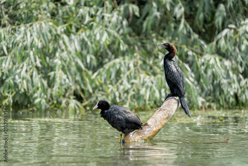 Pygmy cormorants in the Danube Delta, Romania