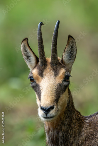 Alpine chamois, Rupicapra rupicapra, Italian Alps