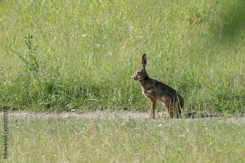 European hare, Lepus europaeus, Romania