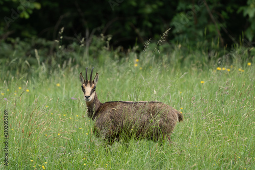 Alpine chamois, Rupicapra rupicapra, Italian Alps