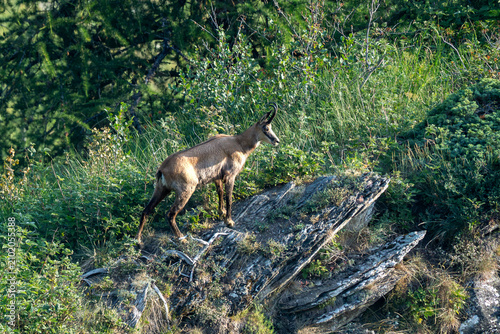 Alpine chamois, Rupicapra rupicapra, Italian Alps