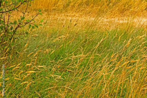 grass in the wind