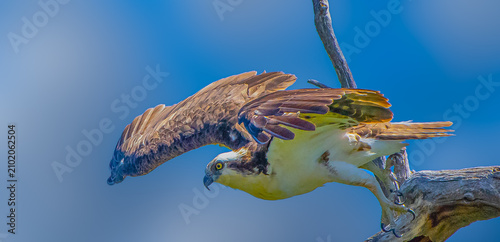 Foto Osprey takeoff
