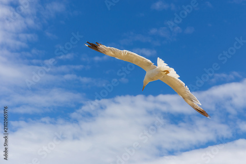 Obraz na plátne Gabbiano in volo con il cielo azzurro e nuvole leggere sullo sfondo