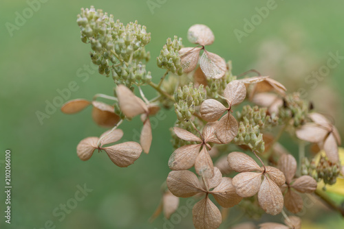 Vászonkép Drying panicle hydrangea flower heads with papery sepals and developing seed clusters