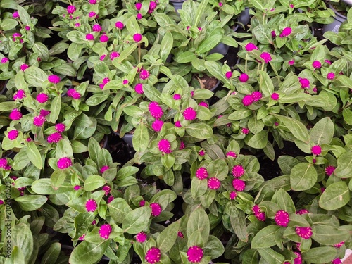 Gomphrena globosa (Kugelamarant, Globe Amaranth)