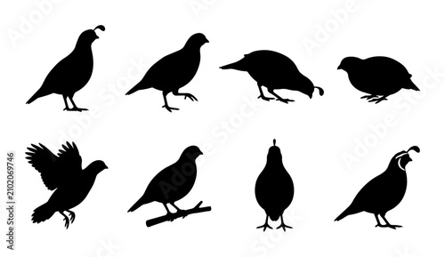 Foto Quail Silhouettes Collection: Diverse Poses, Vector Graphics for Wildlife Design