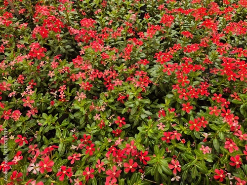Catharanthus roseus, Madagascar-Periwinkle
