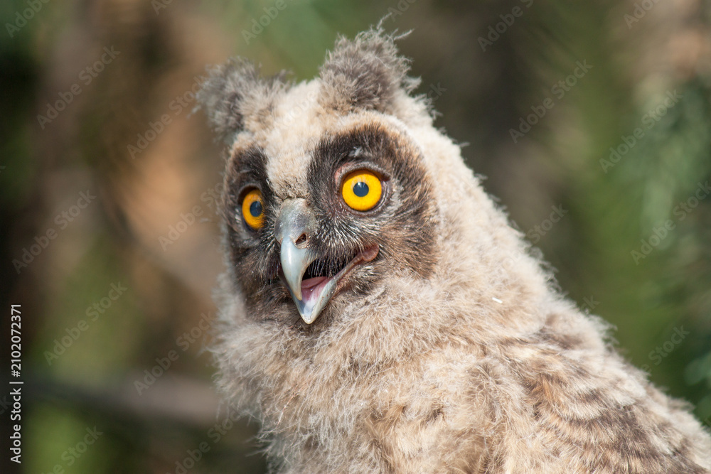 Naklejka premium great grey owl