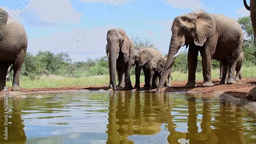 Small group of African bush elephant with calf drinking in waterhole in Greater Kruger National park, South Africa ; Specie Loxodonta africana family of Elephantidae