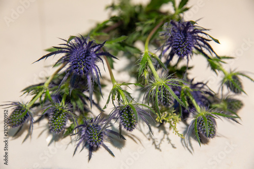 Vibrant Blue Sea Holly Eryngium Flowers Close Up
