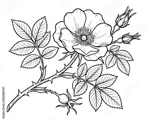 Cuadro en lienzo Vintage wild rose botanical illustration, hand drawn floral branch with buds and