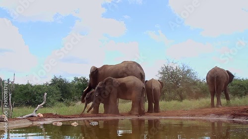 African bush elephant family with calf spreading sand along waterhole in Greater Kruger National park, South Africa ; Specie Loxodonta africana family of Elephantidae