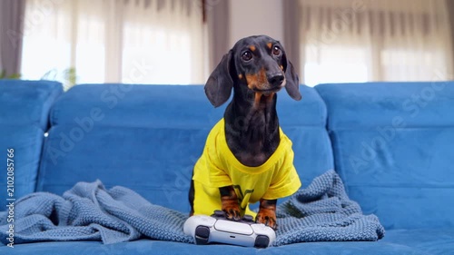 A black and tan dachshund in a bright yellow shirt stands over a white game controller pressing it eagerly on a knitted blanket at home, a playful concept of gaming obsession and screen time balance
