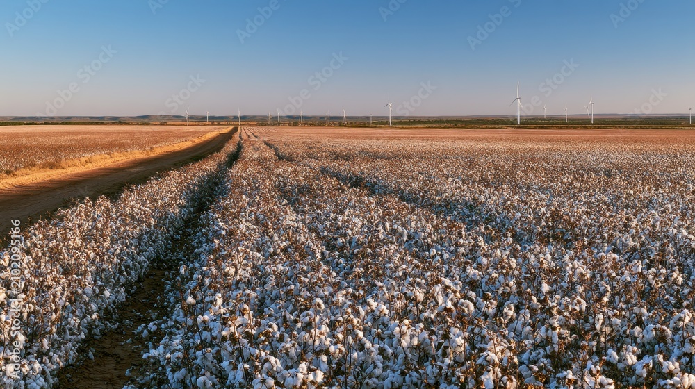 Fototapeta premium Agricultural scene blending cotton farming with renewable wind energy