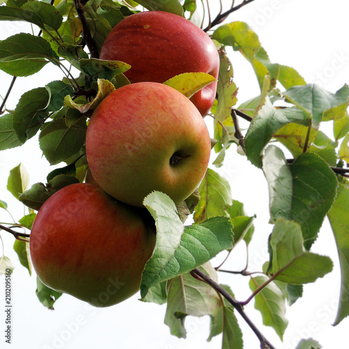 Canvas Print Close-up of three bright red Fireside apples clustered on a branch, white backgr